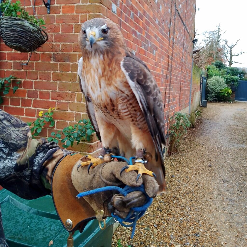 Hawk