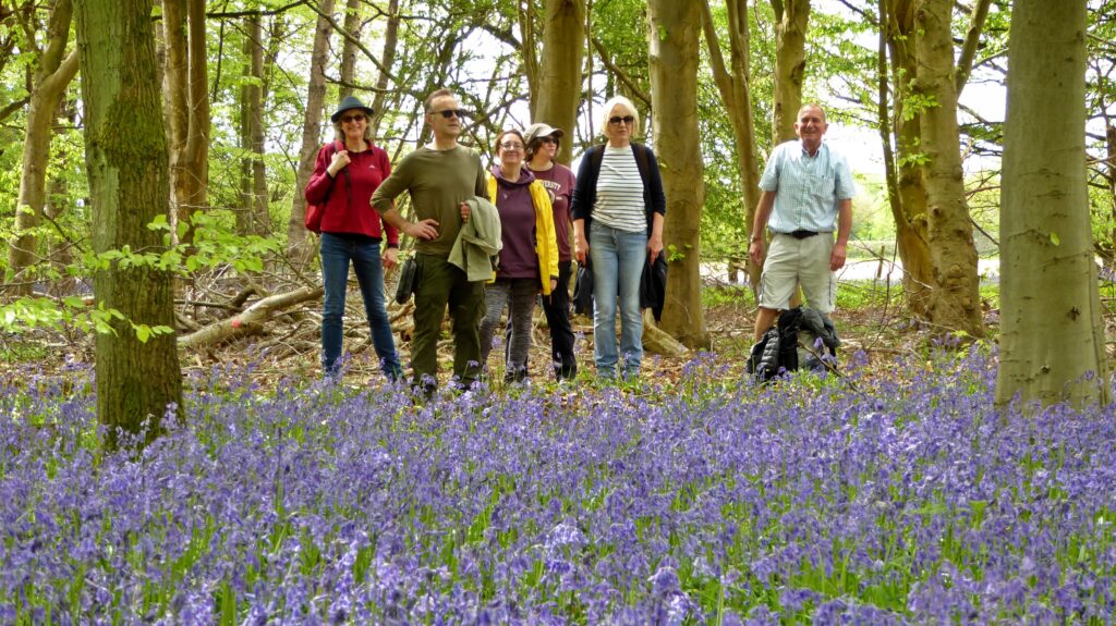 Bluebells near Ley Hill - photo by Mark Percy