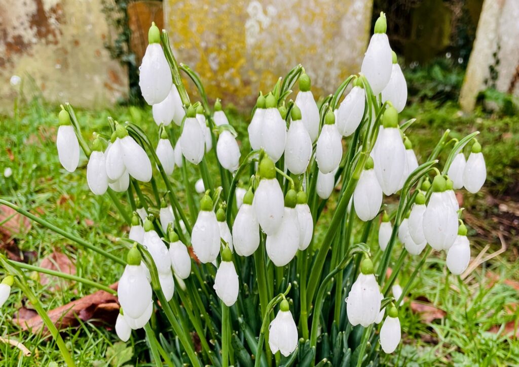 Snowdrop fun facts