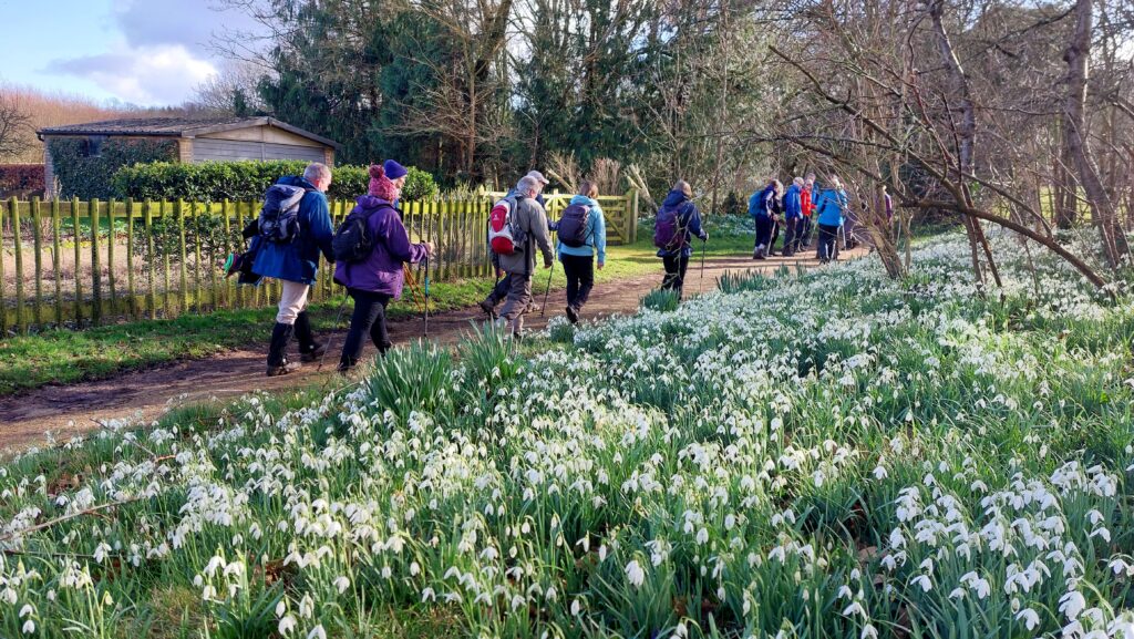 Snowdrops near Swyncombe