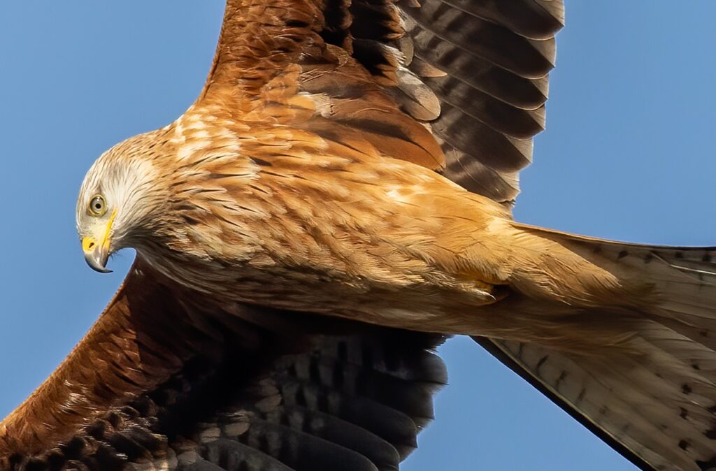 Kite in flight