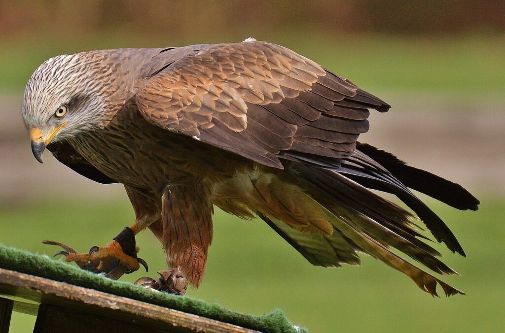 Kite