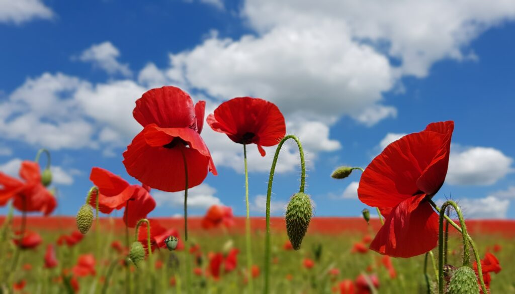 Amersham poppies by Claire Constable