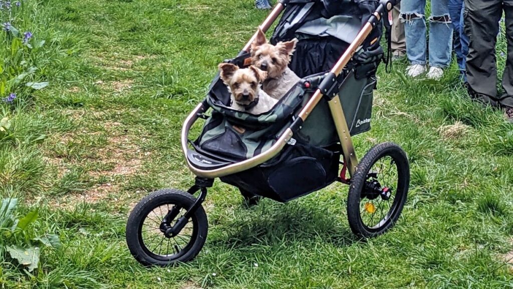Dogs in a pram - photo by Alan Cooper
